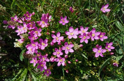 Common Centaury Centaurium erythraea.jpg