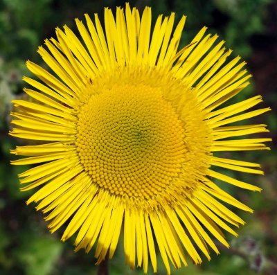 Common Fleabane Pulicaria dysenterica closer up.jpg