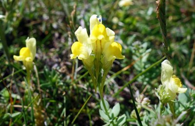 Common Toadflax (Linaria vulgaris).jpg