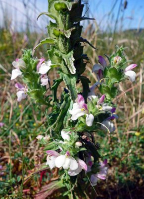 Mediterranean lineseed (Bellardia trixago) flowers.jpg