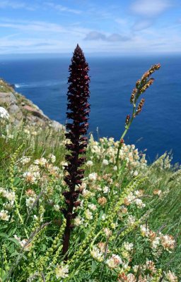 Red broomrape (Orobanche foetida).jpg