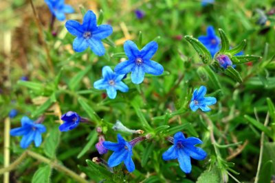 Scrambling Gromwell Lithodora diffusa.jpg