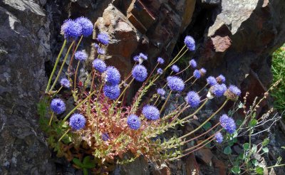 Sheeps bit scabious (Jasione montana).jpg