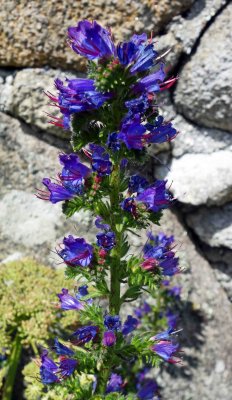 Vipers bugloss (Echium vulgare).jpg