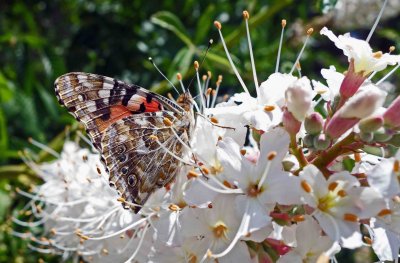 Painted lady on Aesculus californica.jpg