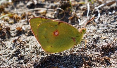 Clouded yellow (Colias croceus).jpg