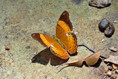 Butterflies of Malaysia