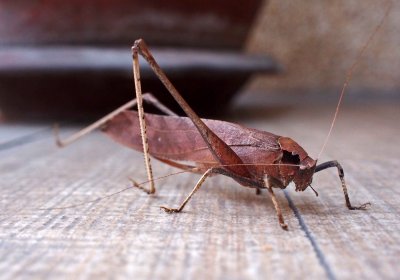Brown cricket, Thailand.jpg