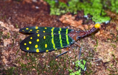 Lantern bug (Fulgora lampestris).jpg