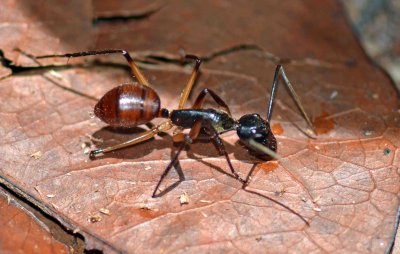 Giant forest ant (Camponotus gigas).jpg