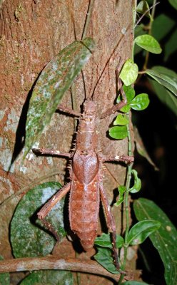 Brown stick insect, Sarawak.jpg