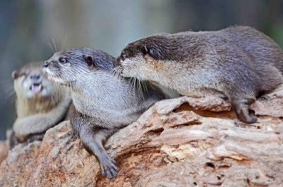 Asian small-clawed otters Aonyx cinerea.jpg