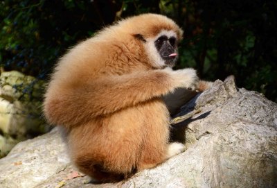 lar or white-handed gibbon Hylobates lar .jpg