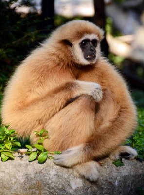 lar or white-handed gibbon Hylobates lar .jpg