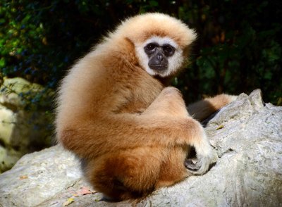 lar or white-handed gibbon Hylobates lar .jpg