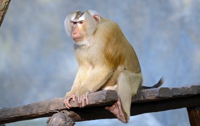 Pig-tailed macaque Macaca sp.jpg