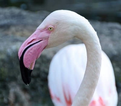 Greater Flamingo Phoenicopterus roseus - Chiang Mai zoo.jpg