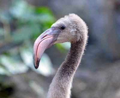 Greater Flamingo Phoenicopterus roseus chick - Chiang Mai zoo.jpg
