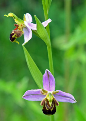 Bee orchids (Ophrys apifera) close-up.jpg