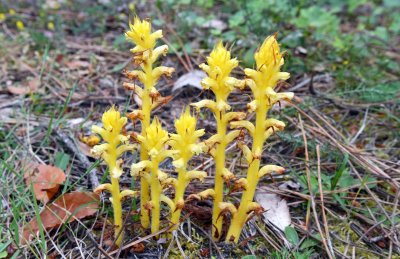 Ivy Broomrape (Orobanche hederae) yellow form.jpg