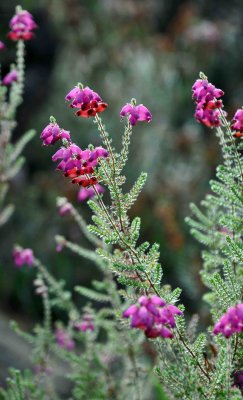 Bell heather.jpg