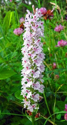 Common spotted orchid.jpg
