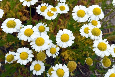 Sea Mayweed (Tripleurospermum maritimum) close up.jpg