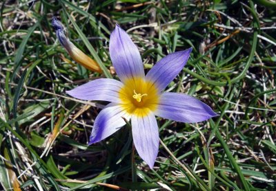 Romulea bulbocodium.jpg