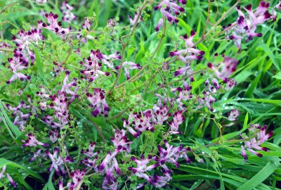 Common Fumitory (Fumaria officinalis).jpg
