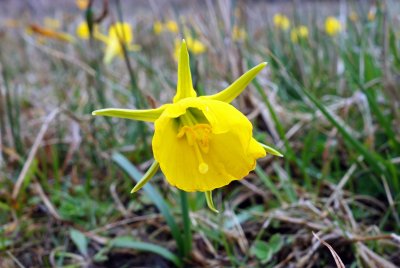 Hoop Petticoat daffodil (Narcissus bulbocdium).jpg