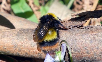 Insects from around the world