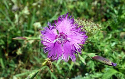 Fringed pink (Dianthus monspessulanus).jpg