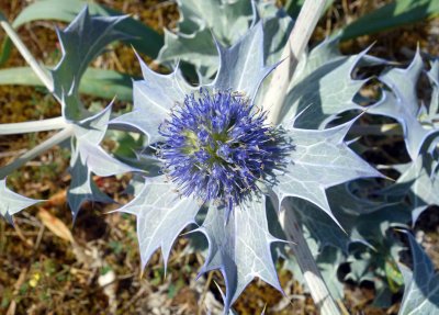 Sea Holly (Eryngium maritimum).jpg