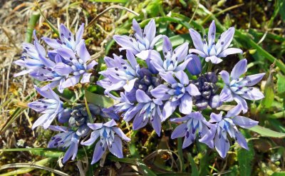 Spring Squill (Scilla verna) 2.jpg