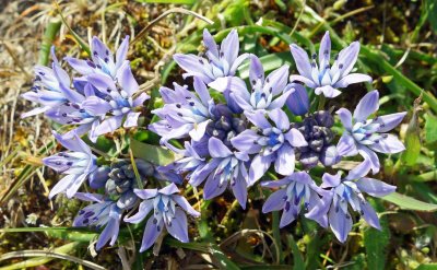 Flowers of Galicia