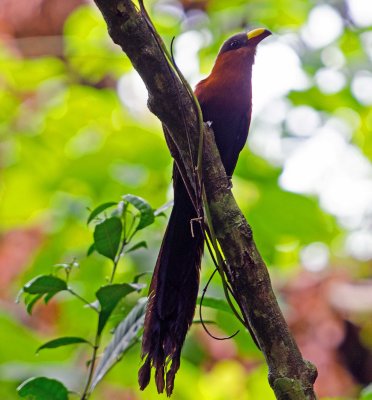 Birds of Sulawesi
