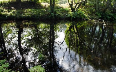 Reflections on the Rio Sor