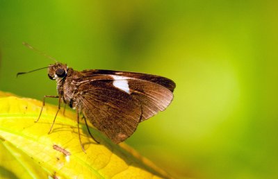 Butterflies of Thailand