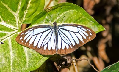 Butterflies of Thailand