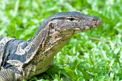 Water monitor Varanus salvator 4.jpg