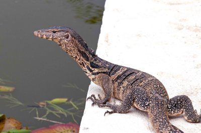 Water monitor Varanus salvator 7.jpg