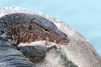 Water monitor Varanus salvator 8.jpg