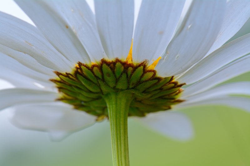 Margriet