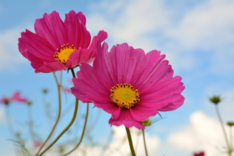 Cosmea