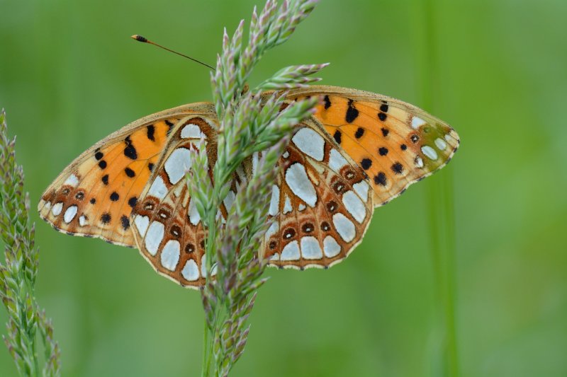 Kleine parelmoervlinder