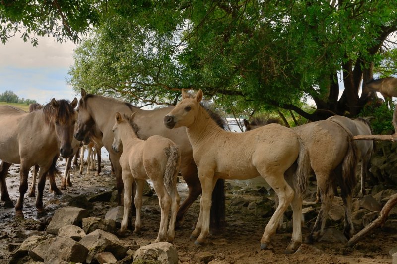 Konik paarden