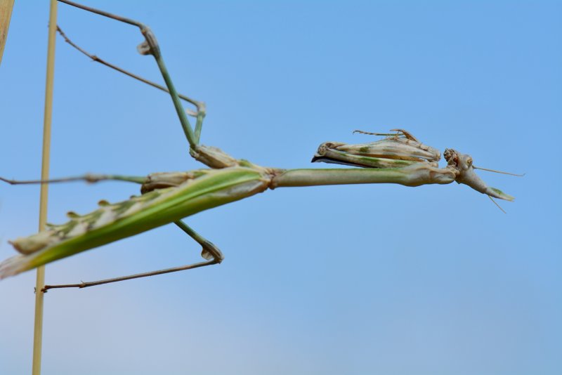 Empusa pennata