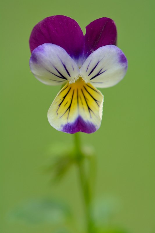 Driekleurig viooltje