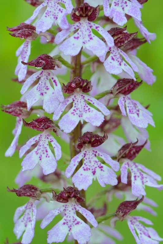 Purperorchis