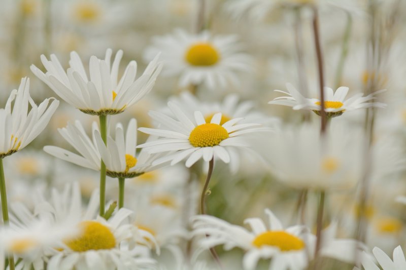 Margrieten